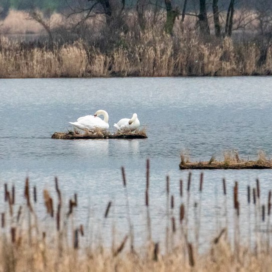 Mute Swans on floating island. Photo credit: David Palmar