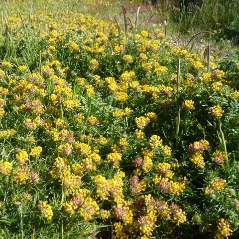 Kidney Vetch at Gailes Marsh. Photo credit: SWT