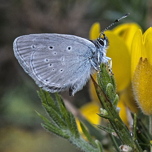 Small Blue Butterfly. Photo credit: Jim Black
