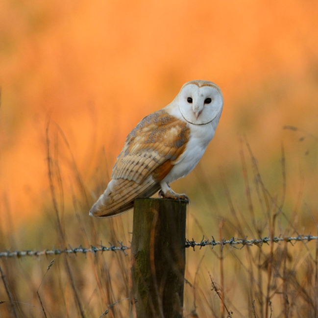 Barn owl on a fence post