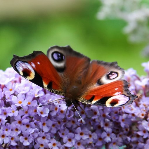 Peacock Butterfly by Jenny Tweedie (rspb-images.com)