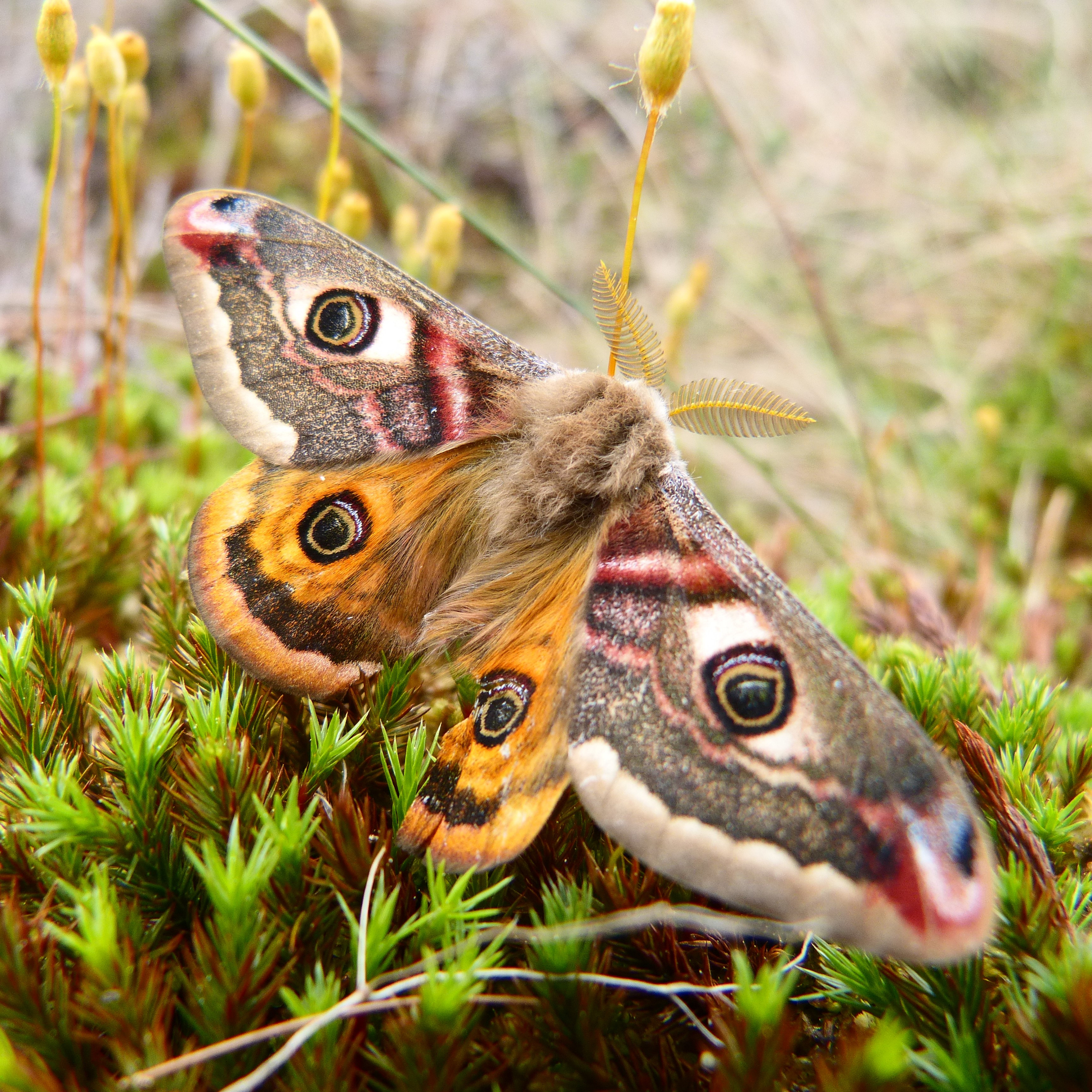 Emperor moth Photo credit: Melissa Shaw