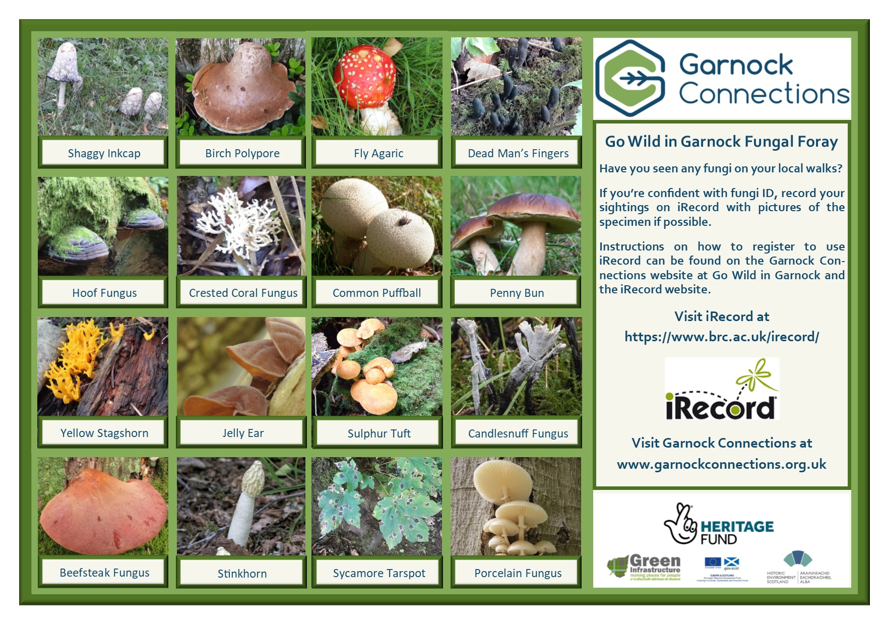 Go Wild in Garnock - Fungi Foray card image
