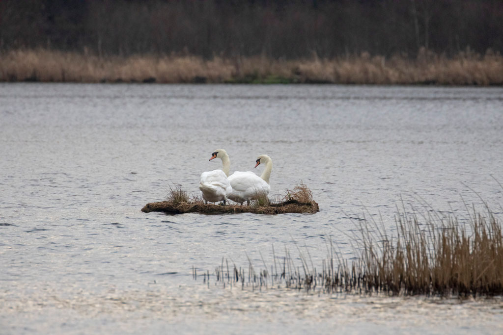 Location, Location, Location! Birds get a room with a view thanks to new RSPB Lochwinnoch nesting rafts cover image