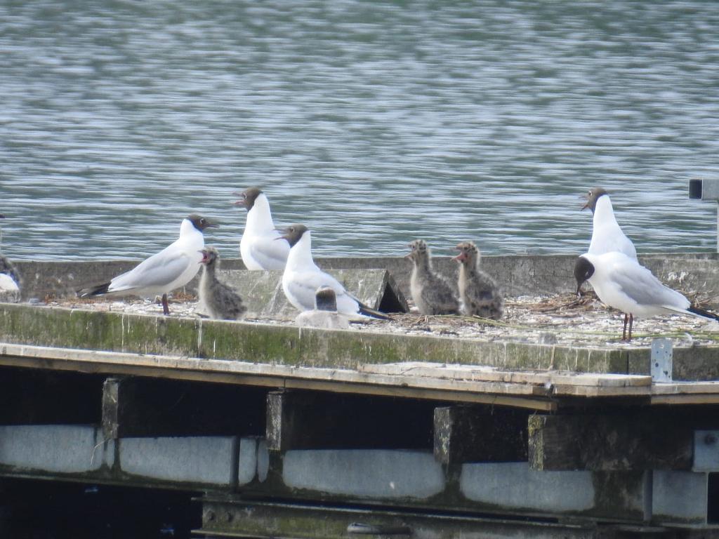 Gull chicks on raft.jpg