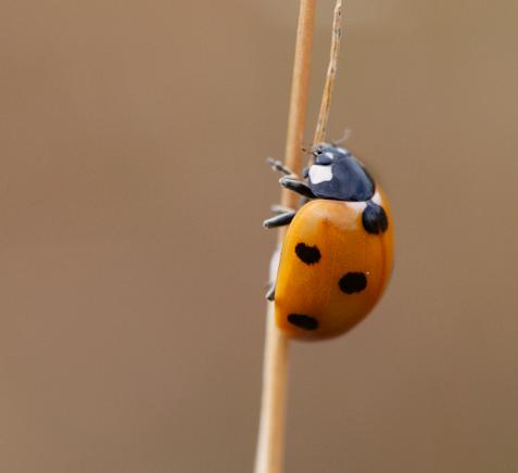 ladybird.jpeg